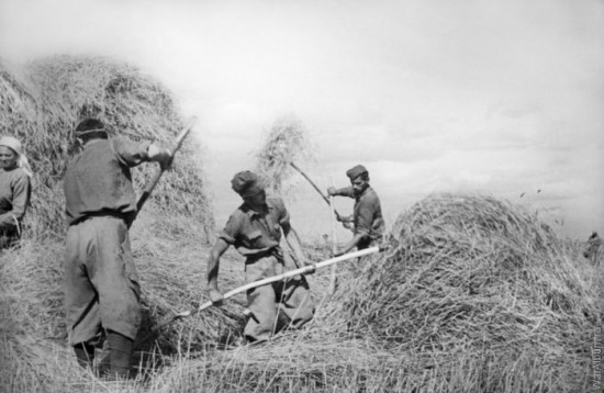 Пленные итальянские солдаты на сельскохозяйственных работах в СССР