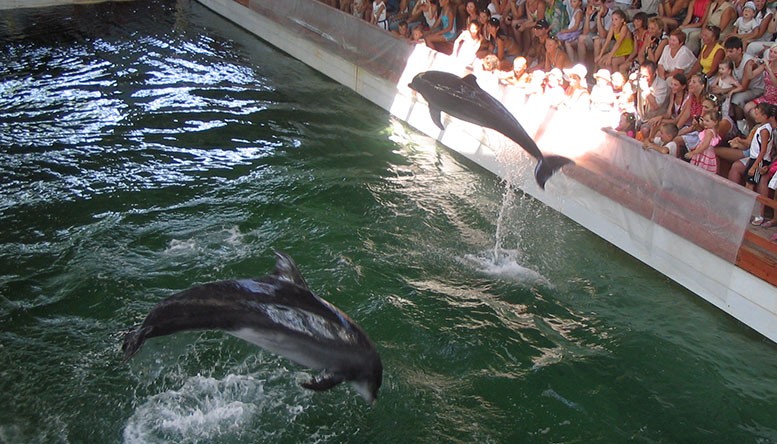 Коктебельский дельфинарий, июнь 2006 г.