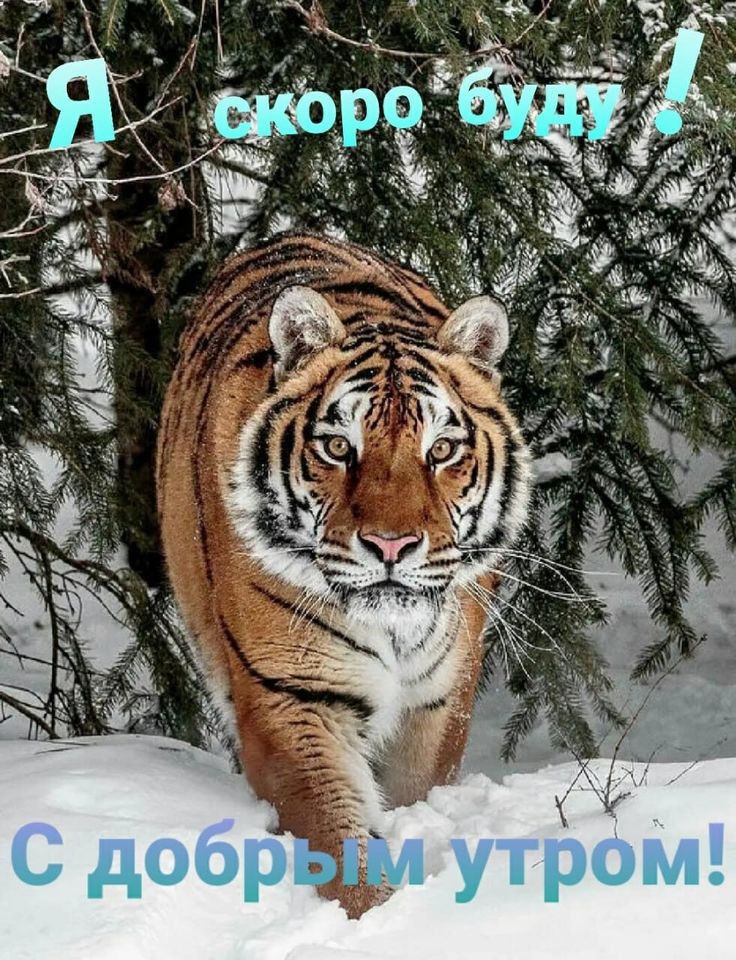 Владимир Силкин. Год Тигра.